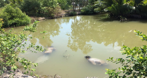 Phát hiện thi thể hai cha con dưới vuông tôm ở Cà Mau