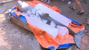 Ngư dân miền Tây bắt được cá nặng 150 kg trên sông Cổ Chiên