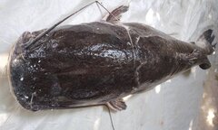 Bắt được cá lăng đuôi đỏ khổng lồ nặng hơn 77 kg trên sông Serepok