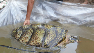 Bắt được rùa biển quý hiếm 34kg trên sông ở miền Tây