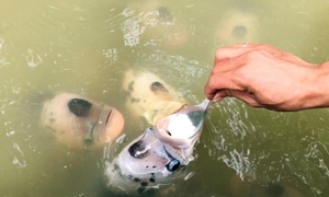 Đàn cá kỳ lạ ở Cần Thơ phải đút cơm bằng thìa mới chịu ăn