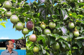 Nông nghiệp Hoàng Anh Gia Lai dự kiến lợi nhuận năm 2018 bằng 1/3 năm 2017, không chia cổ tức