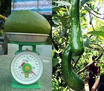 Kỳ lạ quả bơ Việt: To đùng như lợn con, nhỏ dị như ngón tay