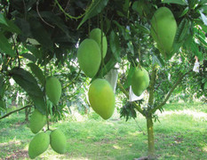 Mỹ chuẩn bị nhập xoài Việt Nam và muốn người Việt nhập việt quất Mỹ