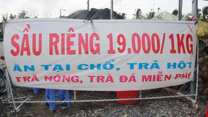 Sầu riêng chỉ 19.000 đồng/kg, dân ùn ùn kéo đến ăn