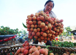 Gần 11.000 tấn vải thiều Bắc Giang xuất ngoại bằng máy bay