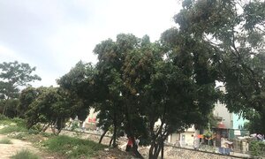 Cây nhãn tắm bụi, hít khói xe... bất ngờ dày đặc quả