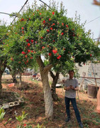 Cặp cây lựu cổ 200 năm tuổi của đại gia Sapa giá 6 tỷ đồng