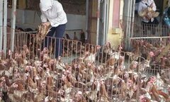 Gà Tàu đầu trọc, gà dai Hàn Quốc: Hàng thải về Việt Nam thành đặc sản
