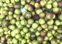 Mận Việt Nam hết mùa, 4 loại mận Tàu đổ bộ thị trường Việt