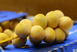 Hơn 500 nghìn đồng/kg, chà là tươi nguyên cành vẫn hút khách