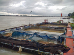 Các hộ nuôi cá lồng tại Thanh Thủy thiệt hại nặng nề do thủy điện xả đáy