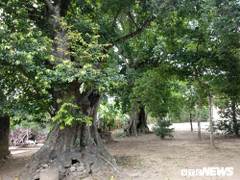 Cận cảnh 5 cây thị gần 700 tuổi được dùng để buộc voi chiến của vua Quang Trung