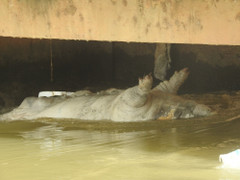 Hãi hùng xác lợn vứt đầy sông ngòi Nghệ An