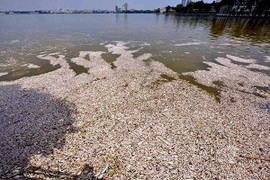 Xét nghiệm làm rõ nguyên nhân cá chết trắng ven Hồ Tây