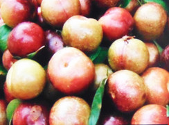 Nuốt trái mận Hà Nội, một bé gái 2 tuổi mất mạng