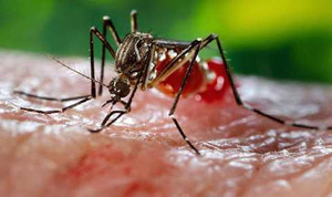 Long An: Phát hiện một bệnh nhi nhiễm zika