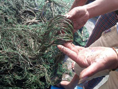 'Bùn lạ' bám trên lưới, ngư dân Quảng Trị lao đao