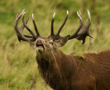 Hươu rừng húc chết thợ săn sau khi bị bắn