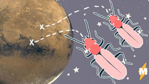 Nhà khoa học Mỹ tìm thấy dấu vết côn trùng trên sao Hỏa?