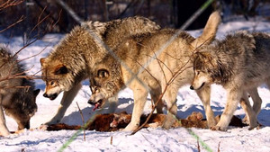 Video: Bầy sói hoang đột nhập nhà dân, cắn chết hai con chó giữ nhà