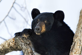 Bệnh nhân sơ tán, 'nhường chỗ' cho gấu hoang ngủ đông trong bệnh viện