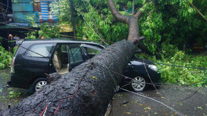 Cây đổ la liệt trong bão số 1, hàng loạt ôtô bị đè bẹp trên phố Hà Nội