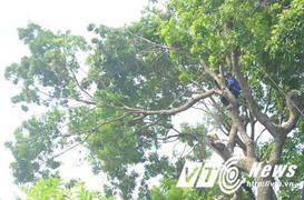 Hà Nội dịch chuyển 106 cây xà cừ ven hồ Thủ Lệ làm tàu điện ngầm