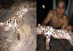 Phẫn nộ nam thanh niên sát hại mèo rừng, đăng facebook khoe khoang