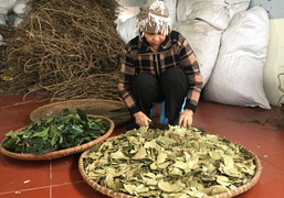 Kinh ngạc bài thuốc rẻ tiền cứu sống hàng ngàn người bệnh tim