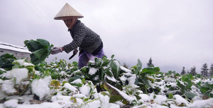 Miền Bắc rét đậm rét hại