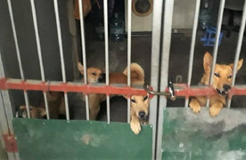 Đang chơi đùa với bạn, cháu bé bị 4 con chó lao vào tấn công ở Hà Nội