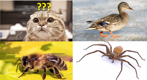 Lời giải bài toán tính giá con mèo khiến hàng vạn người 'bó tay'