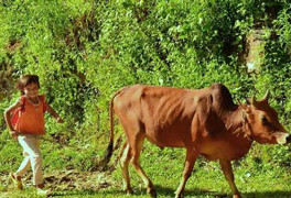 Nghi vấn cháu bé 9 tuổi bị bắt cóc khi đi chăn bò