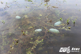 Hơn 100 hộ dân trồng dưa hấu 'trắng tay' sau bão số 4