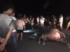 Xe máy tông phải trâu đứng giữa đường, cả người và trâu chết tại chỗ