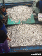 Ngư dân Quảng Trị trúng 'lộc biển' đầu năm, kiếm tiền triệu mỗi ngày