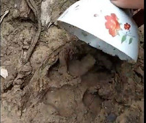 Nghi vấn báo hoa mai ăn thịt 13 con dê ở Quảng Trị