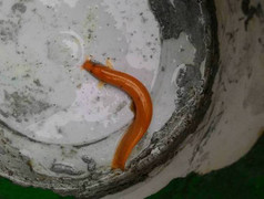 Nông dân Huế bắt được cá chạch vàng óng lạ mắt