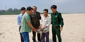 Rùa biển quý hiếm đi lạc, mắc lưới ngư dân Huế
