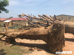 Cây 'quái thú' vi vu trên quốc lộ: Chủ cây khai gì với công an?