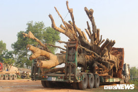 Đưa 3 cây đa khổng lồ lên xe chuẩn bị rời Huế