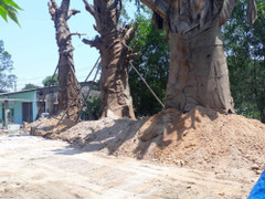3 cây đa 'khủng' được trồng tạm ở Huế: Chính quyền địa phương nói gì?