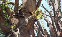 Chủ tịch UBND phường lo lắng 3 cây đa khổng lồ gây nguy hiểm cho người dân