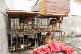 'Cẩu tặc' dùng xe máy gắn biển số giả chở 9 con chó đi bán