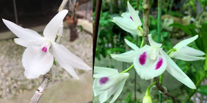 Cận cảnh giỏ hoa lan đột biến có giá hơn 1 tỷ đồng ở Huế