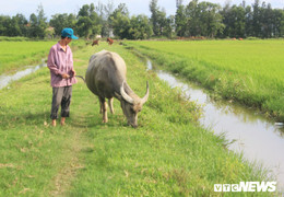 Chuyện lạ đời ở Quảng Bình: Chăn thả trâu bò phải đóng phí