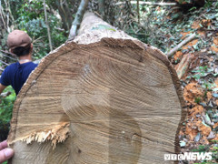 Phá rừng phòng hộ ở Huế: Điều chuyển 7 cán bộ bảo vệ rừng