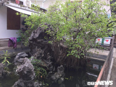 Cận cảnh cây sanh giá chục tỷ đồng của 'bạo chúa miền Trung'