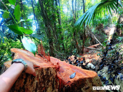 Để rừng đầu nguồn bị tàn phá, nhiều cán bộ ở Thừa Thiên - Huế bị kỷ luật